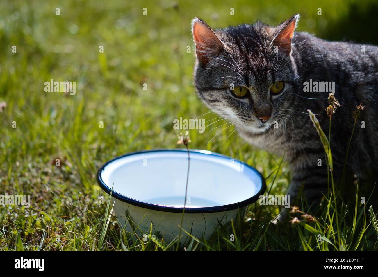 Closeup of a cute gray tabby cat guarding a water bowl Stock Photo Alamy