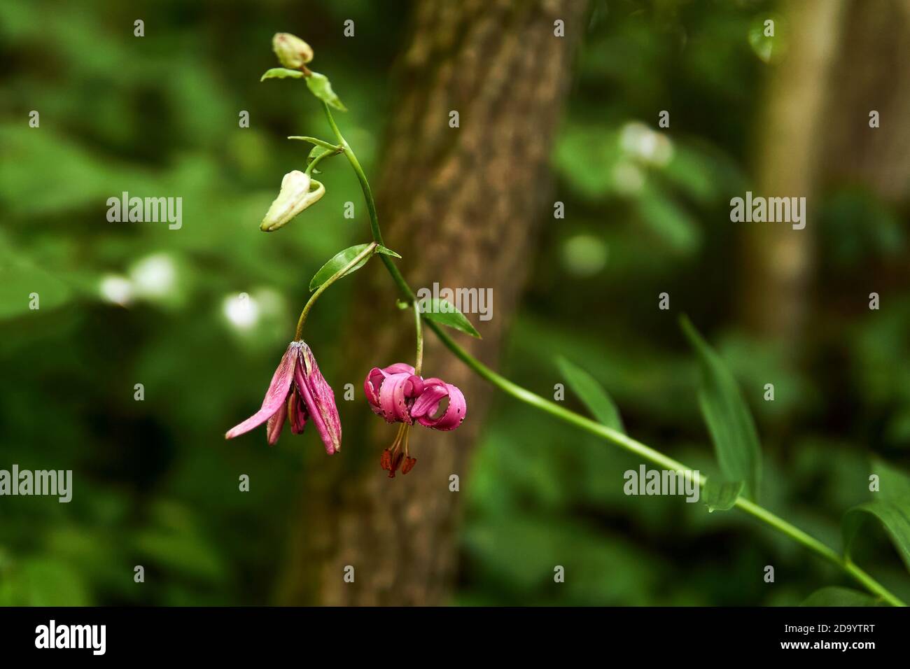 purple flowers of forest martagon lily on blurred natural background Stock Photo