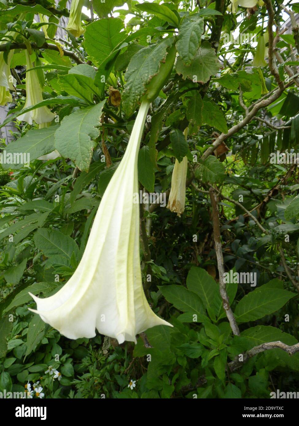 Vertical shot tree plant hi-res stock photography and images - Alamy