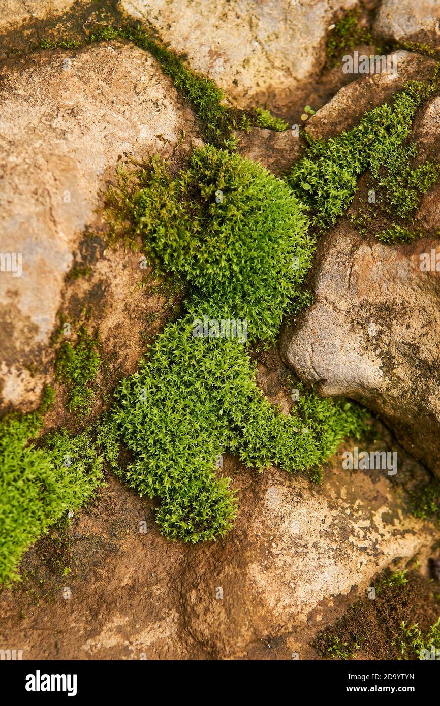 Background of fresh and green pillow moss, or frog moss on the ground Stock  Photo - Alamy