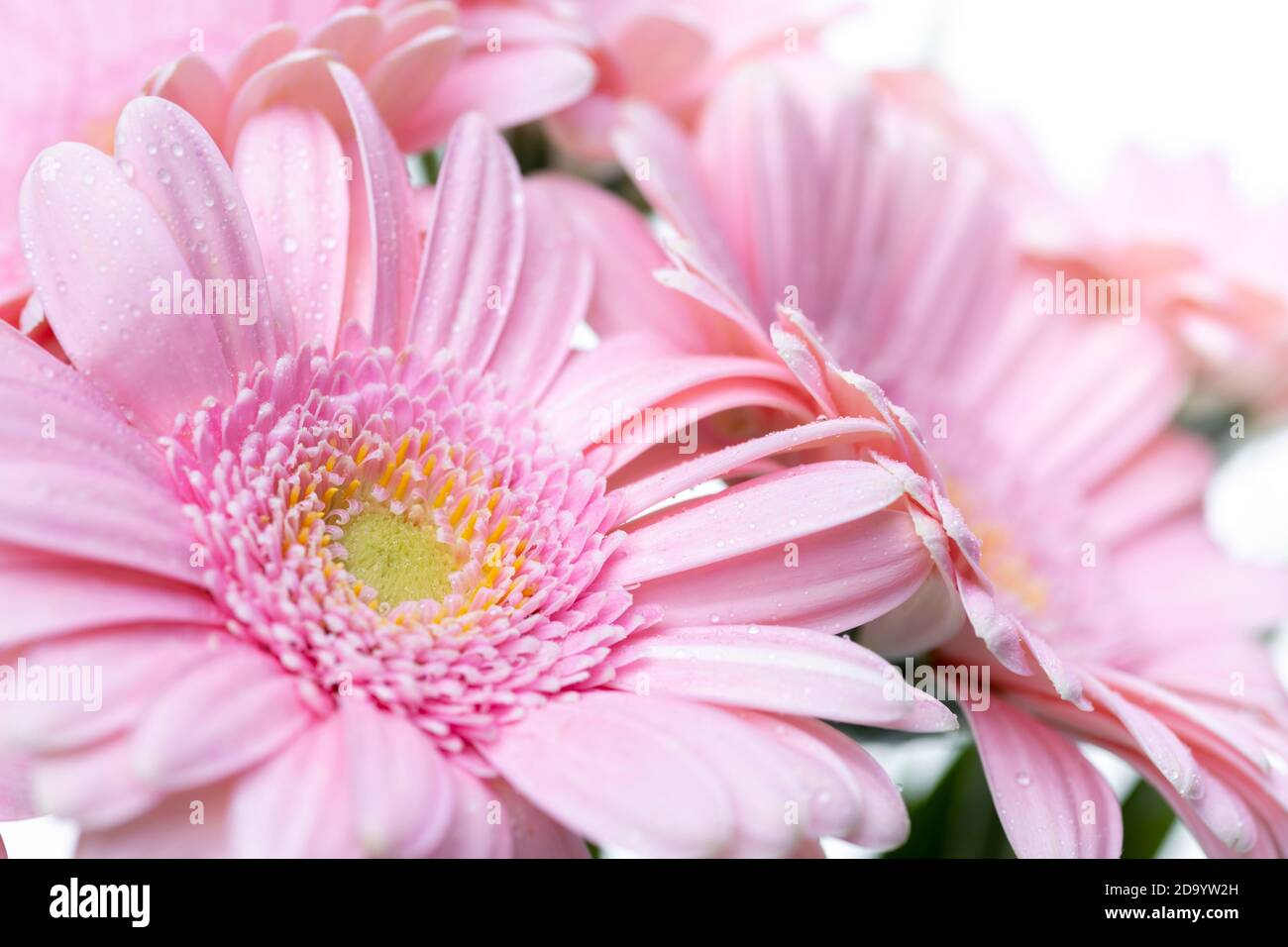 Still life of flowers on white background Stock Photo - Alamy