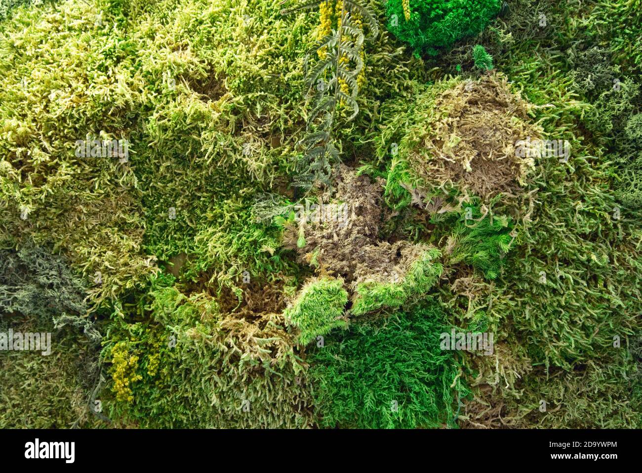 texture of wall decorated with flotal moss Stock Photo