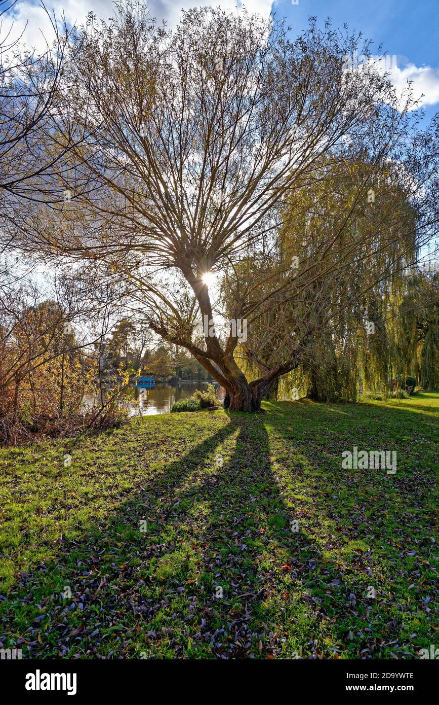 A weeping willow tree, Salix chrysocoma  with the sun bursting through he foliage by the riverside at Shepperton Surrey England UK Stock Photo