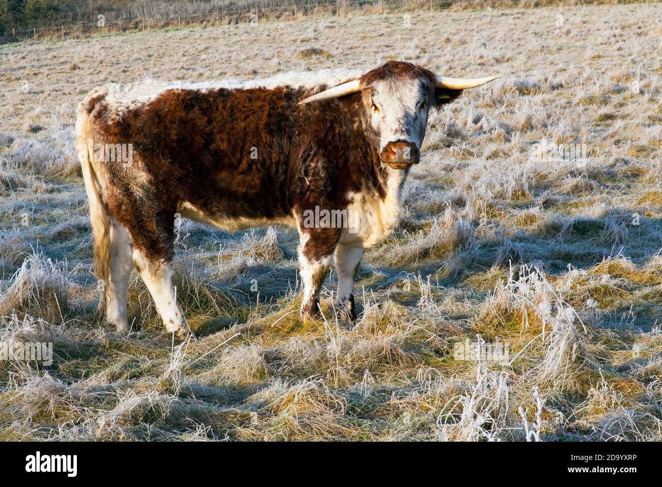 Curious gazing cow on winters morning Stock Photo