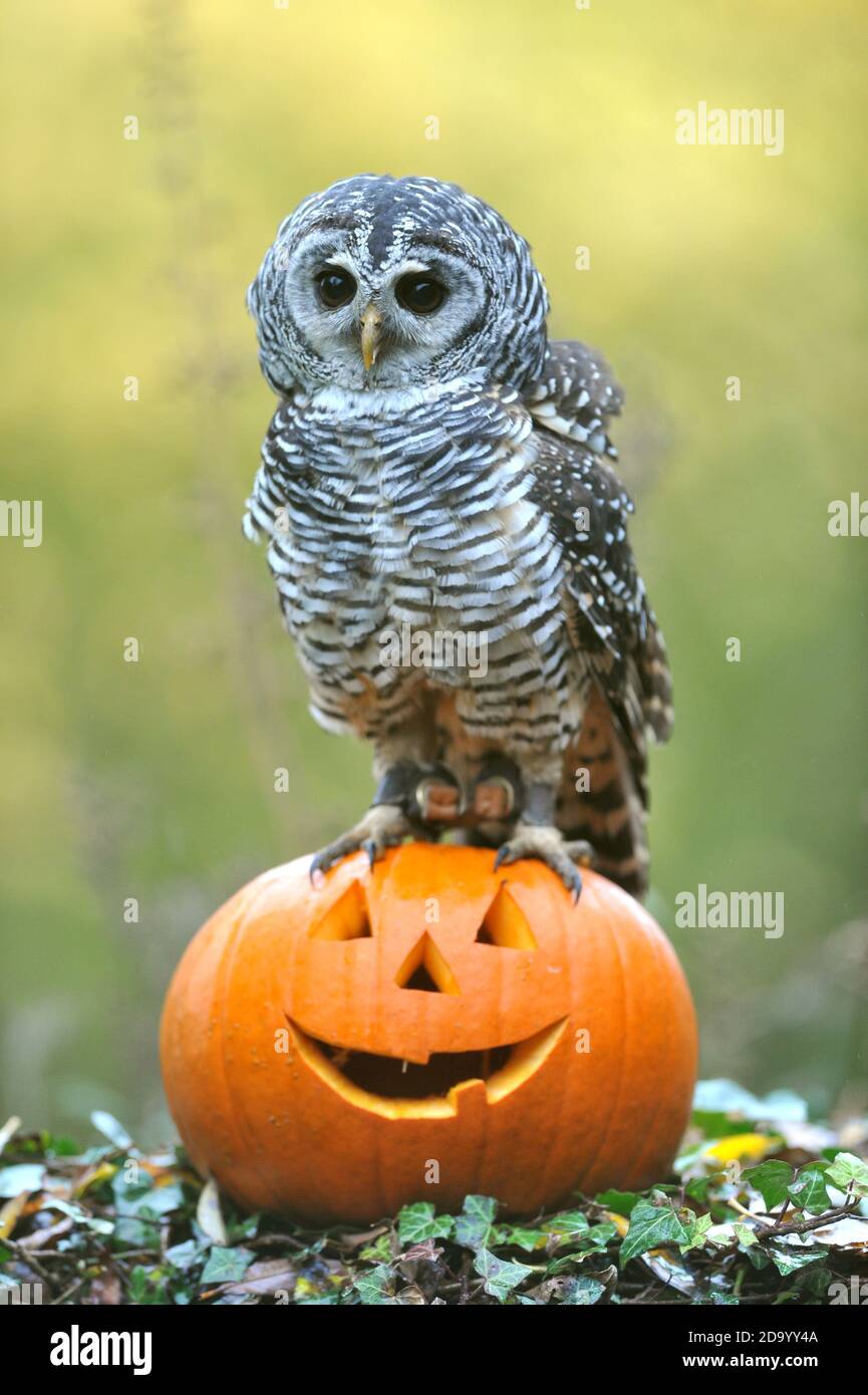 Eva the chaco owl from Argentina from Birdland in Bourton-on-the-Water checks out a Halloween themed perch. Stock Photo