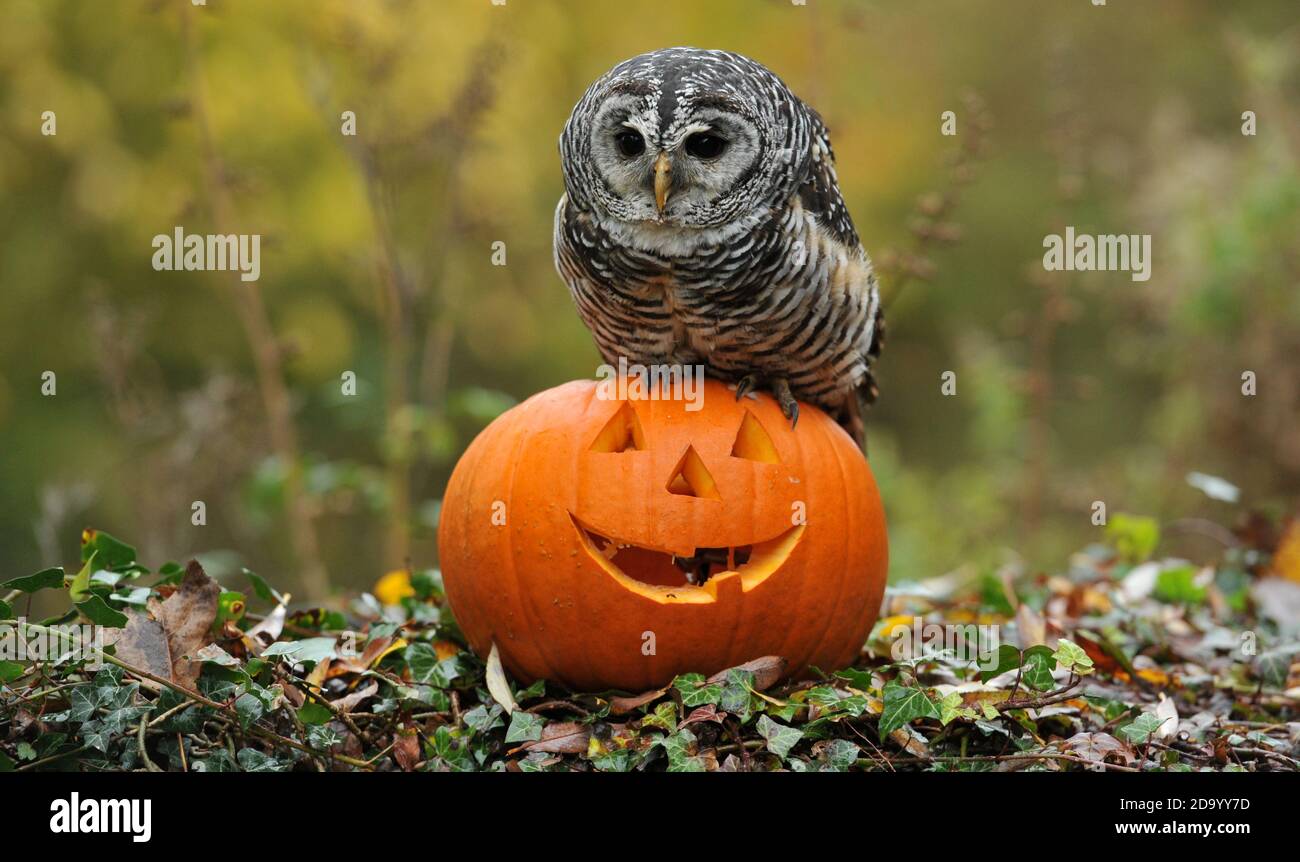 Eva the chaco owl from Argentina from Birdland in Bourton-on-the-Water checks out a Halloween themed perch. Stock Photo