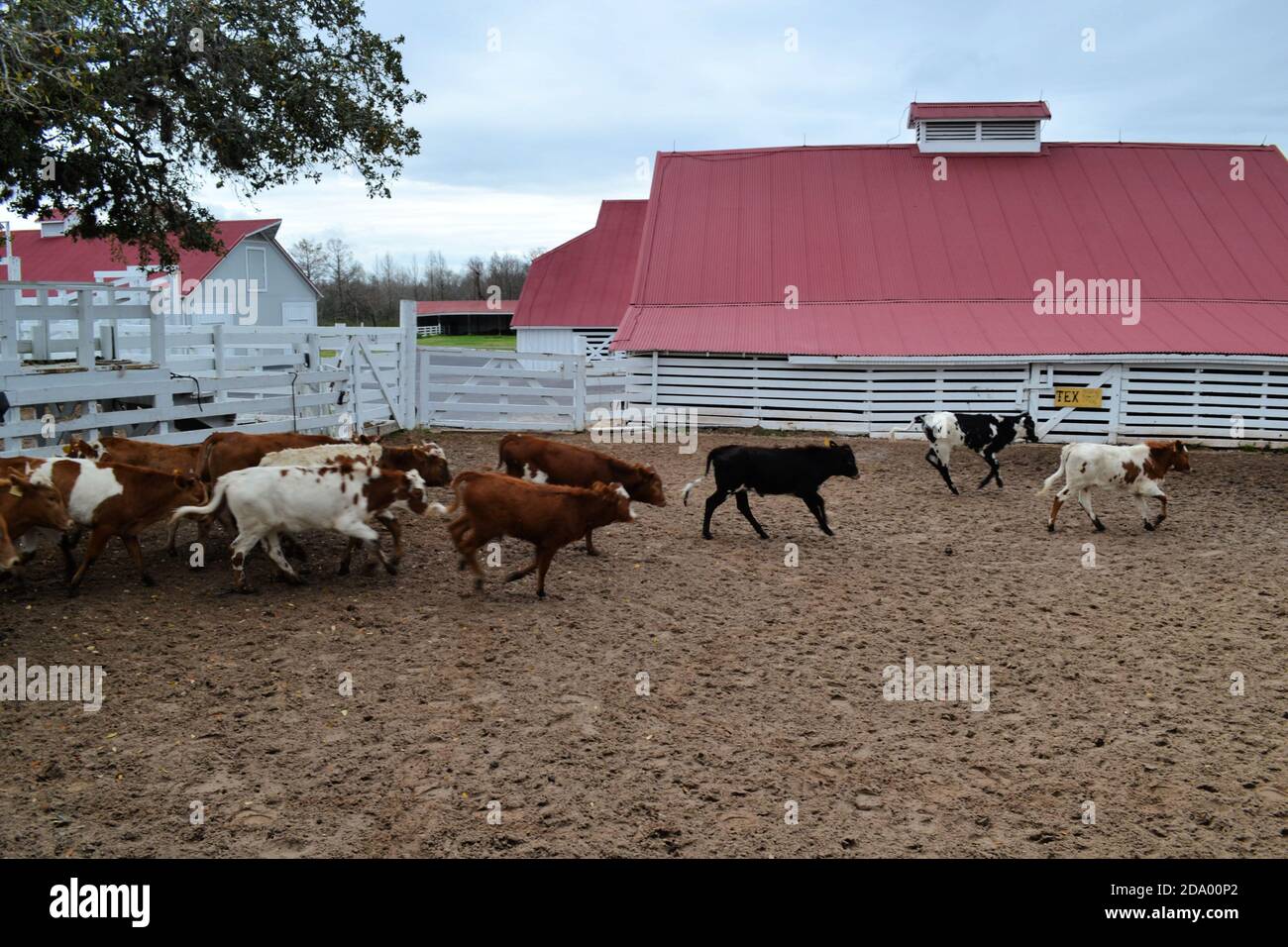 Cowboy show in George Ranch Historical Park in Richmond, Texas Stock ...
