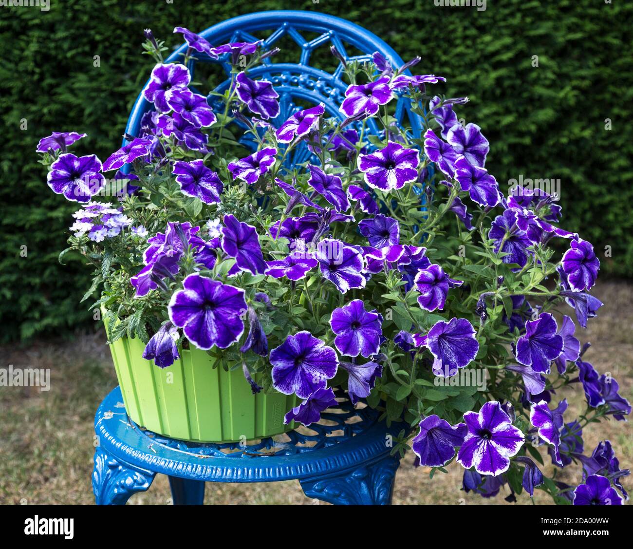 Petunia garden decoration Stock Photo