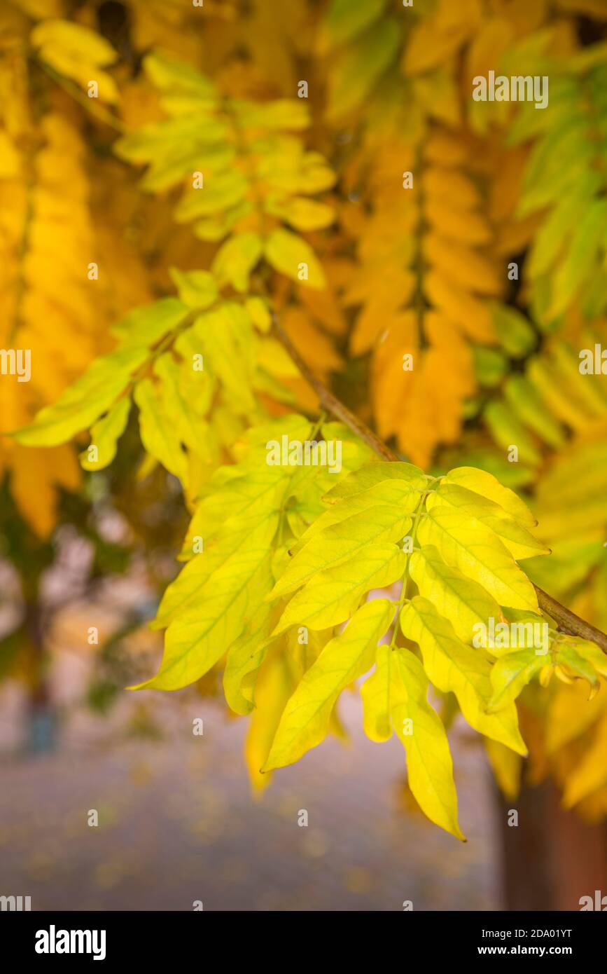 Autumn leaves. Stock Photo