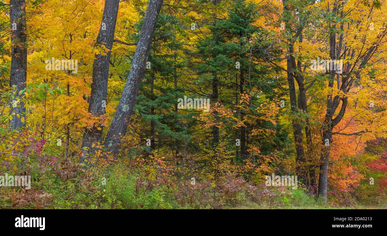 Autumn forest in northern Wisconsin. Stock Photo