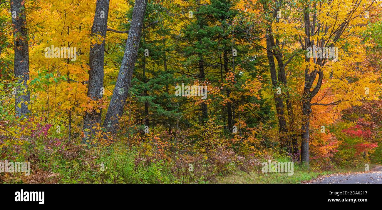 Autumn forest in northern Wisconsin. Stock Photo