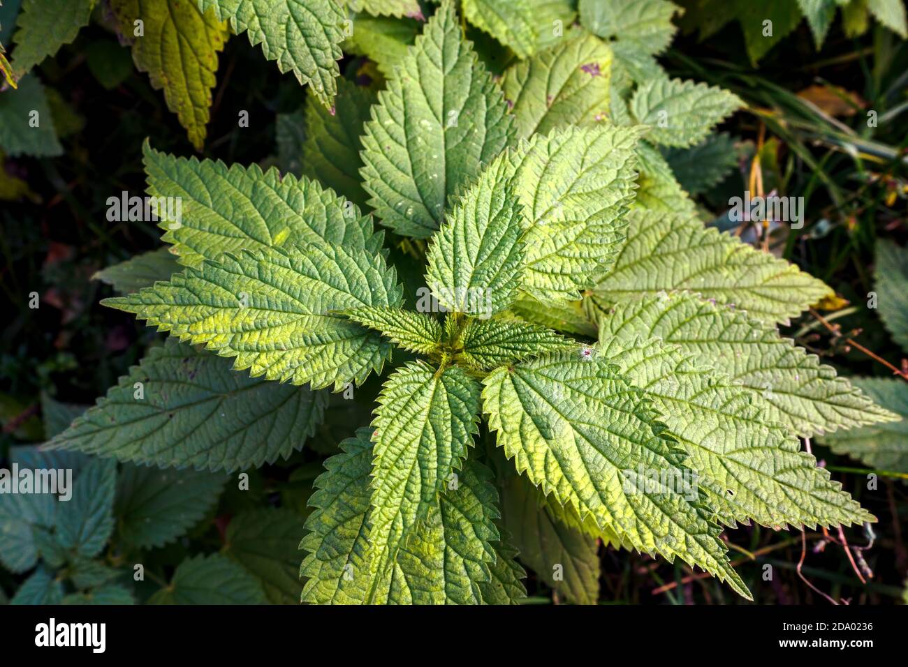 Top view of stinging nettle, green leaves Urtica dioica. Stock Photo