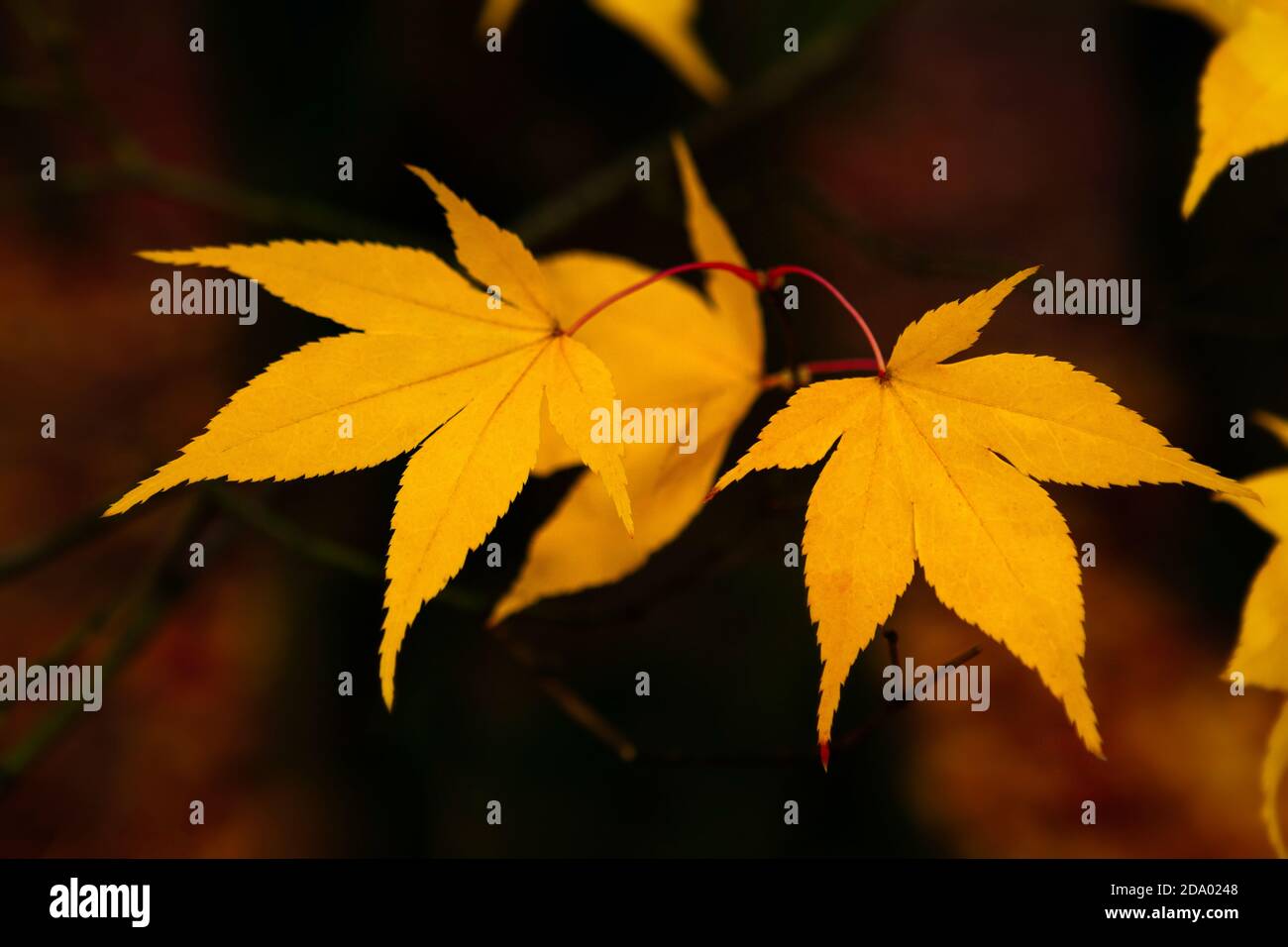 Gold coloured leaves hi-res stock photography and images - Alamy