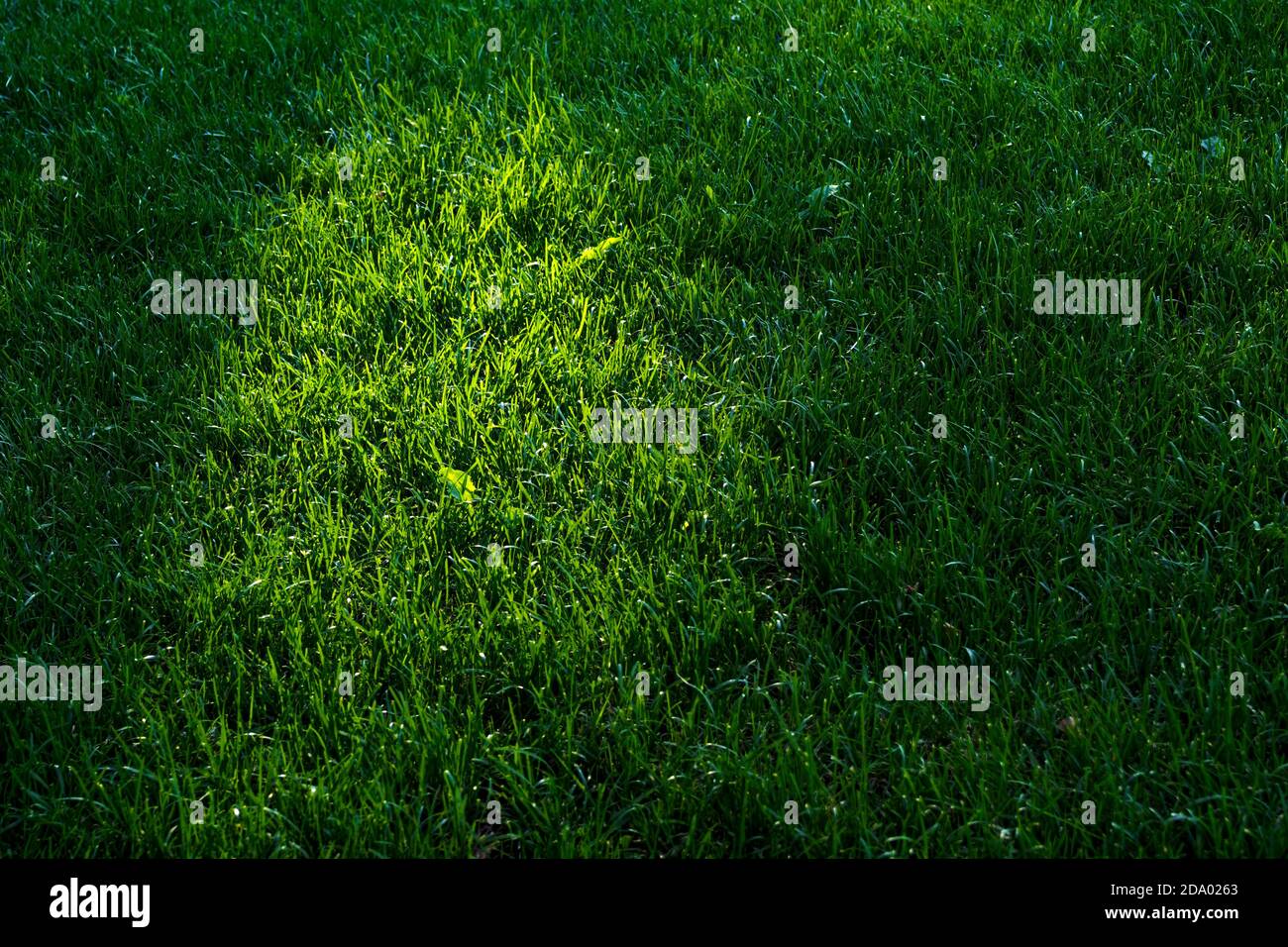 Green lawn in shadows and sunlight, grass background, selective focus, copy space. Stock Photo