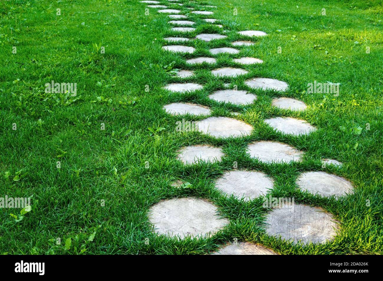 Walkway from tree stumps on green grass in summer sunny day, selective focus, copy space Stock Photo