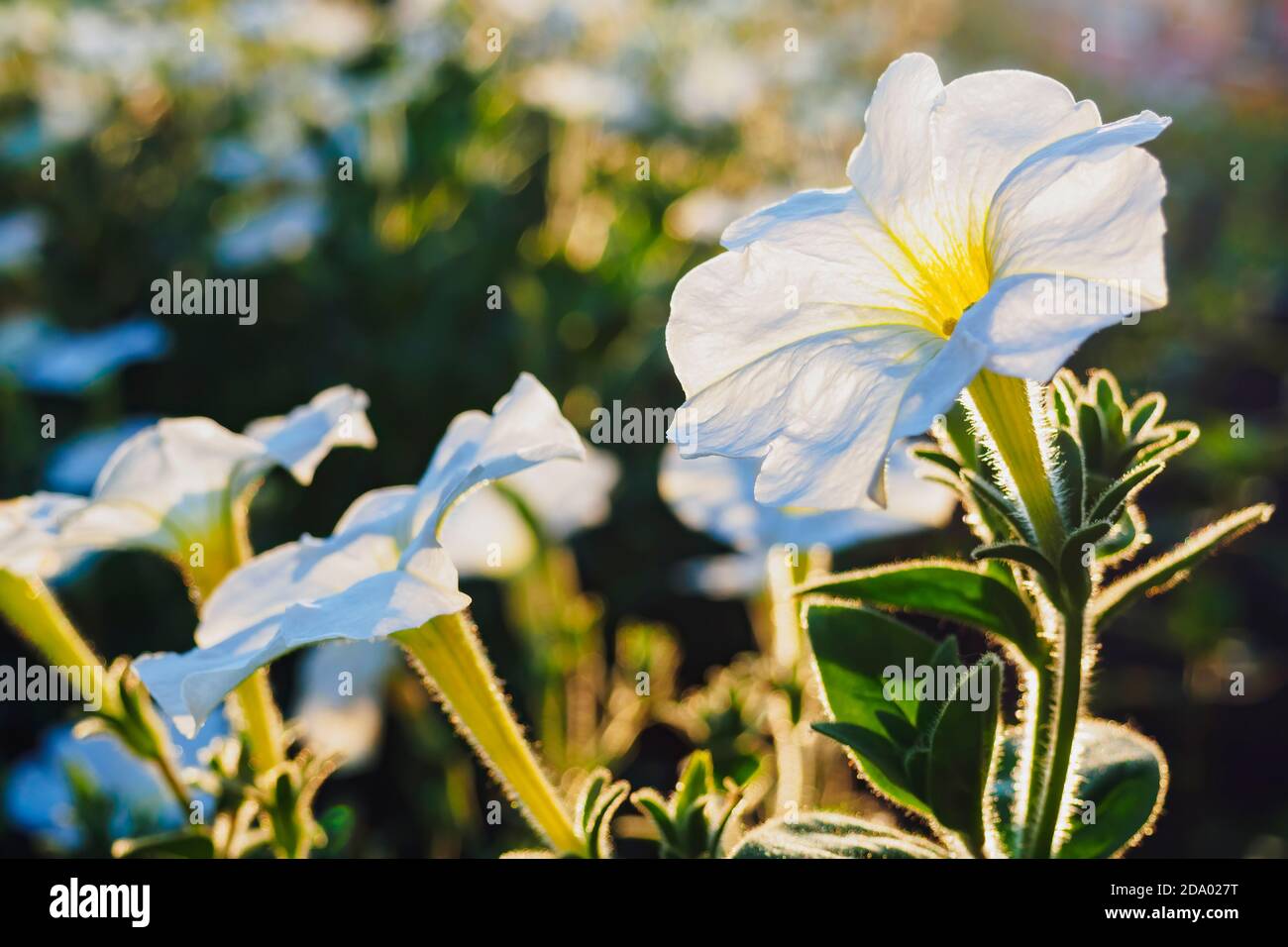 Close-up view of white petunia, selective focus, copy space. Stock Photo