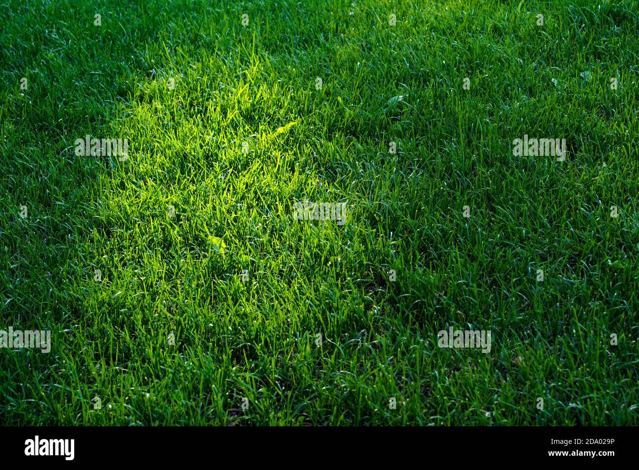 Green lawn, grass background, selective focus, copy space. Stock Photo