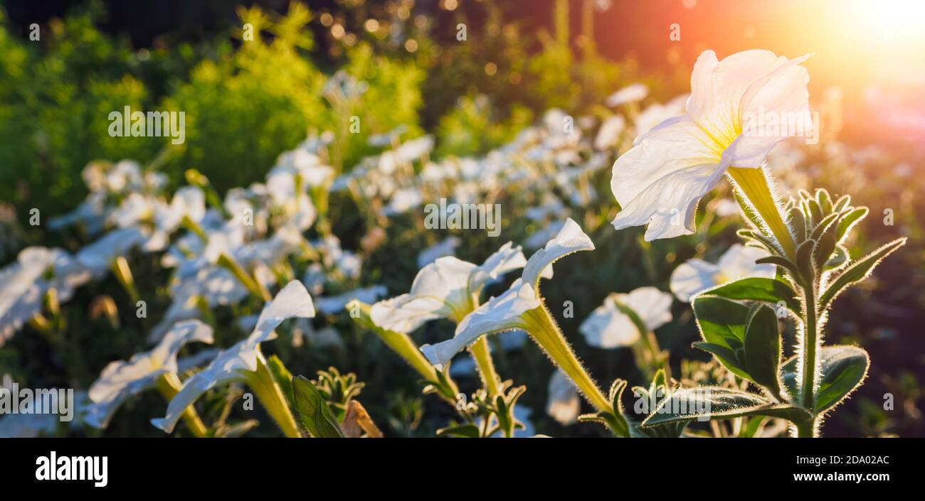 White Petunia flower against sunset. Banner size, selective focus, copy space. Stock Photo