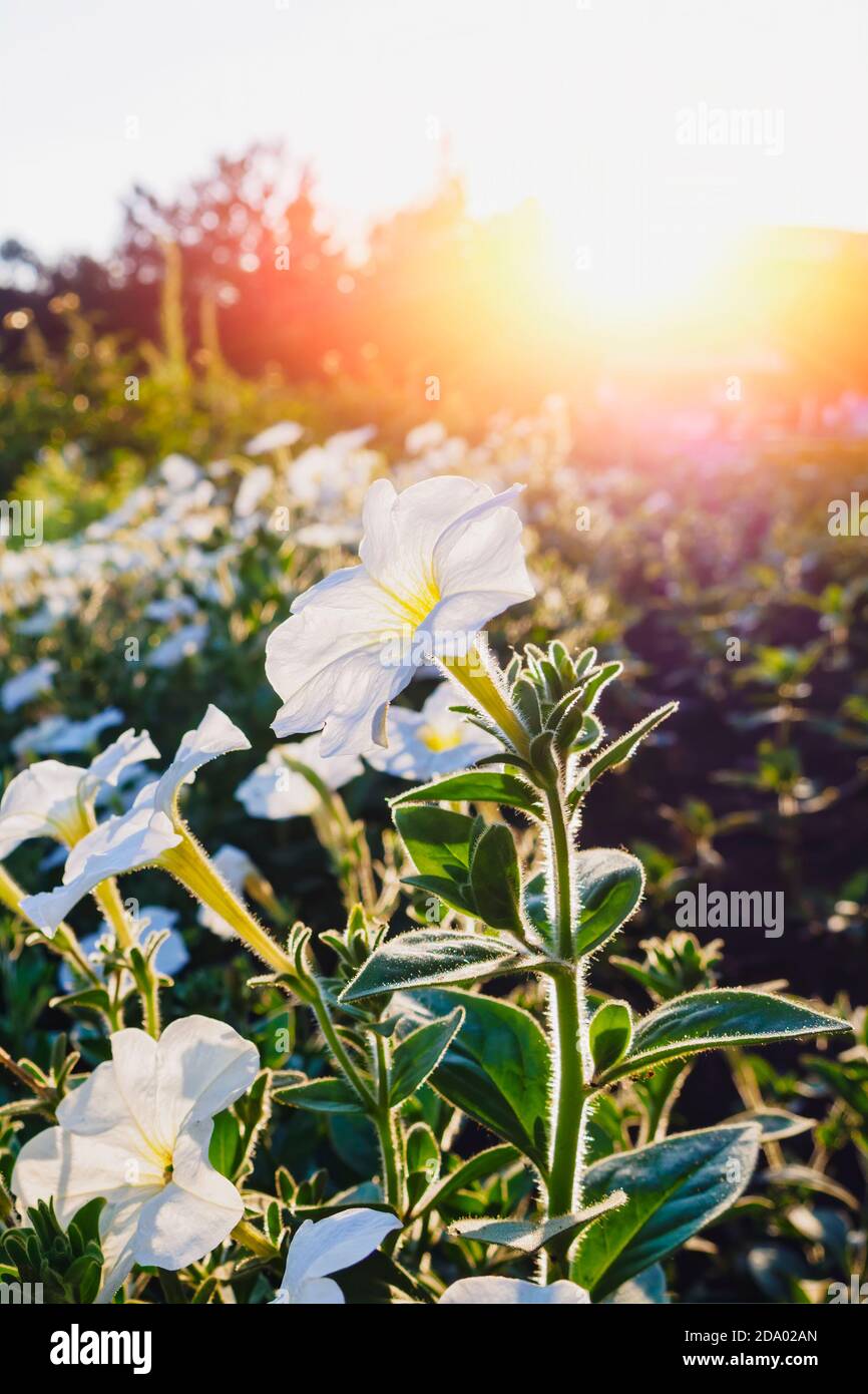 White Petunia flower against sunset, selective focus, copy space. Stock Photo