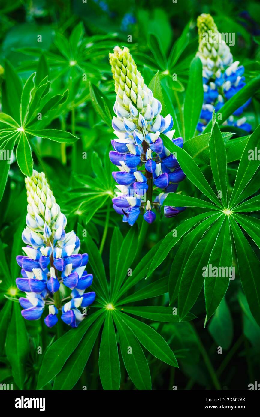 Three purple flowers head of Lupinus Polyphyllus and green leaves, selective focus. Stock Photo