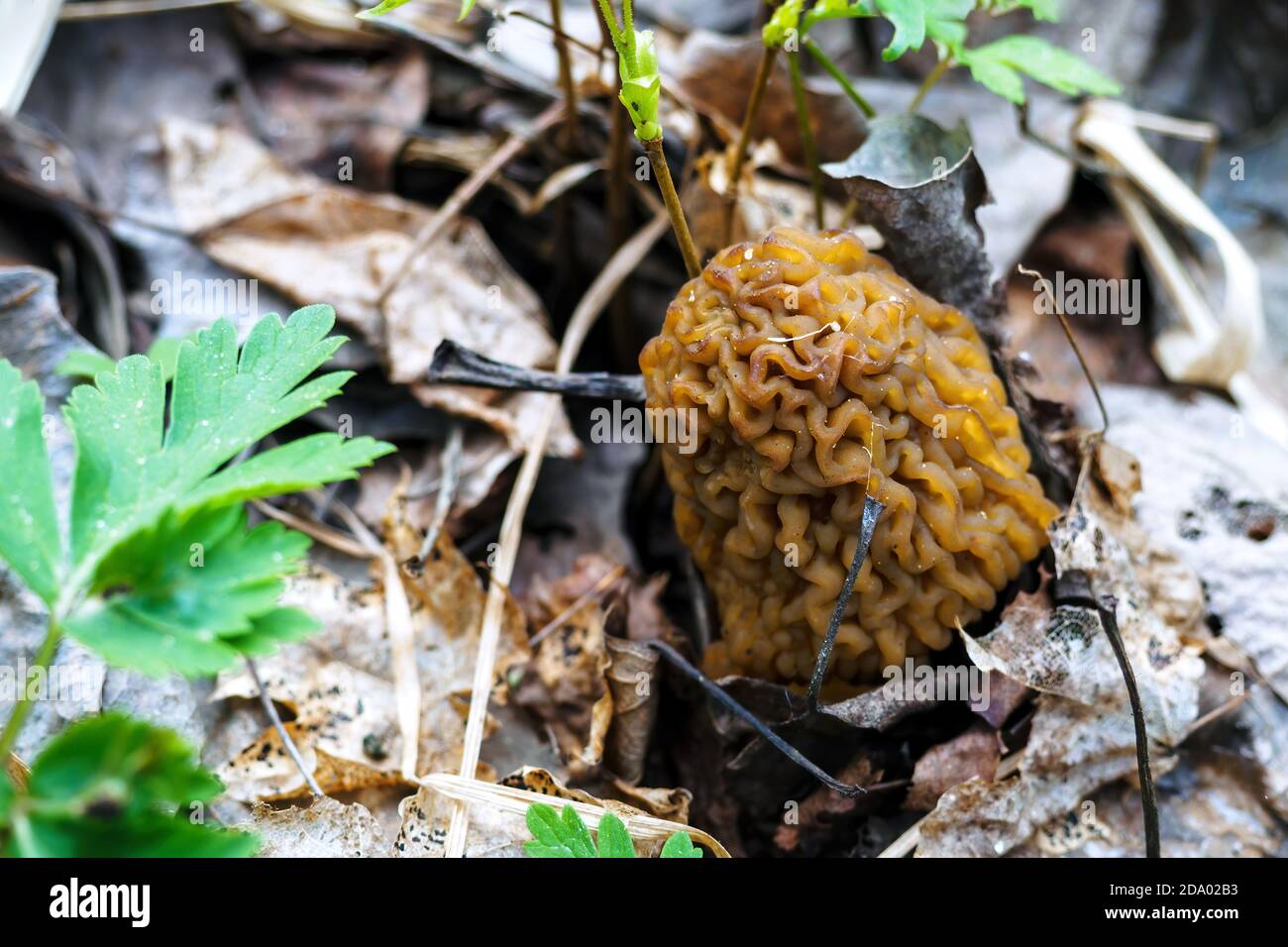 Morchella, the true morels, is genus of edible sac fungi in order Pezizales, growing in forest Stock Photo