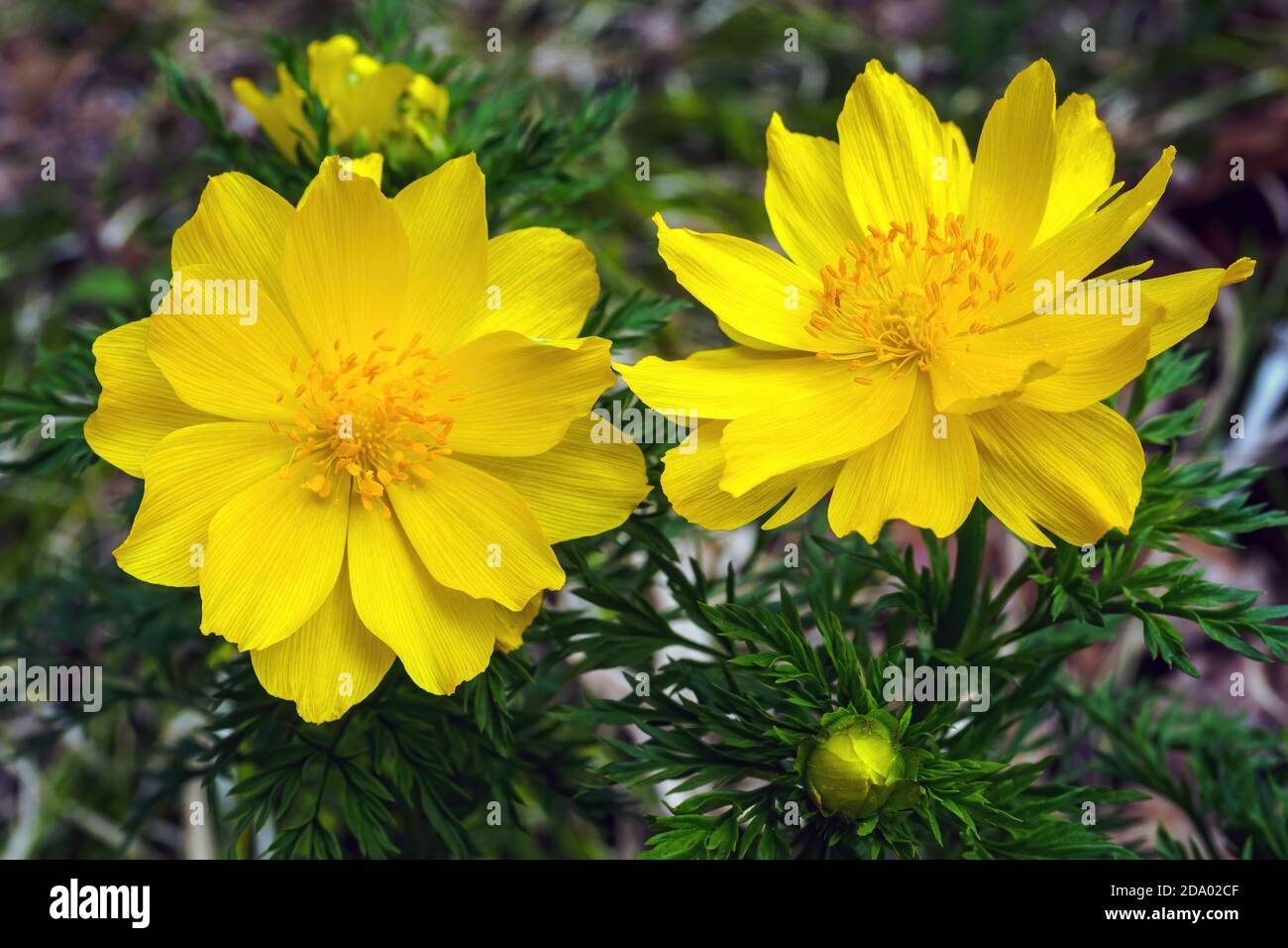Top view of flowers Adonis vernalis, known as pheasant's eye, spring pheasant's eye, yellow pheasant's eye Stock Photo