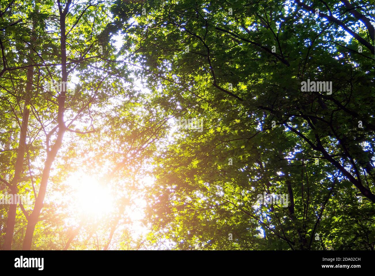 Sun shines through green foliage of trees in forest on summer day Stock Photo