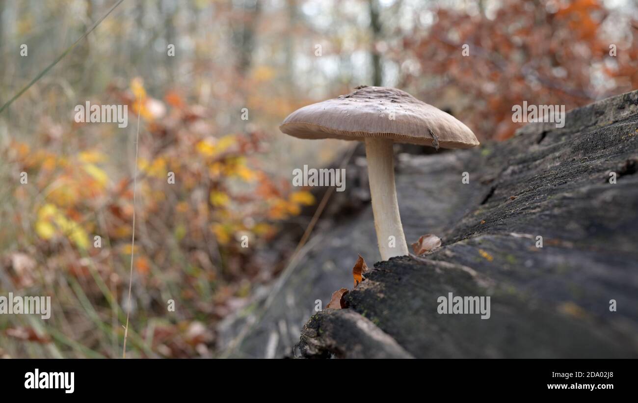 Mushroom, Pilz Stock Photo