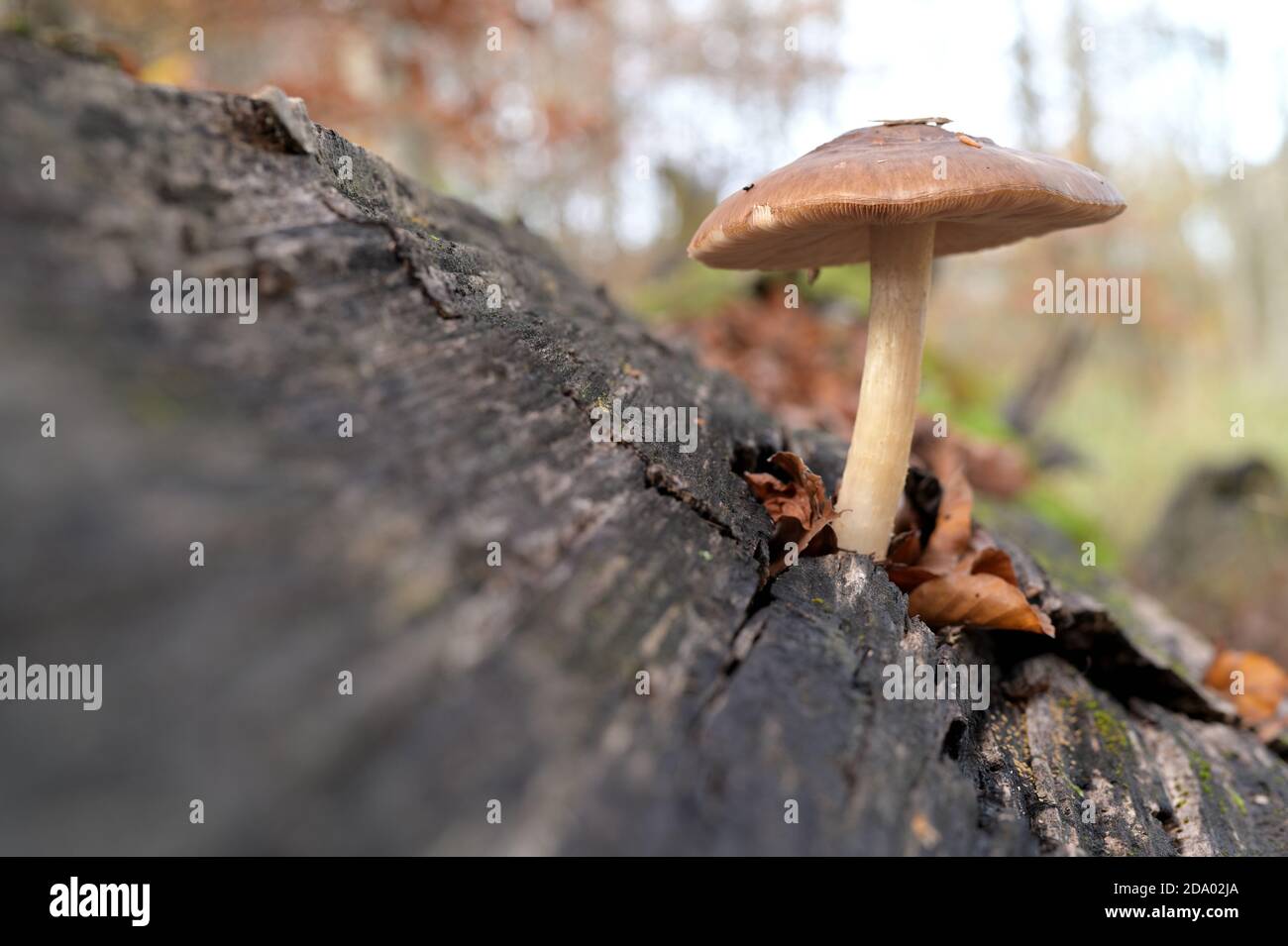 Mushroom, Pilz Stock Photo