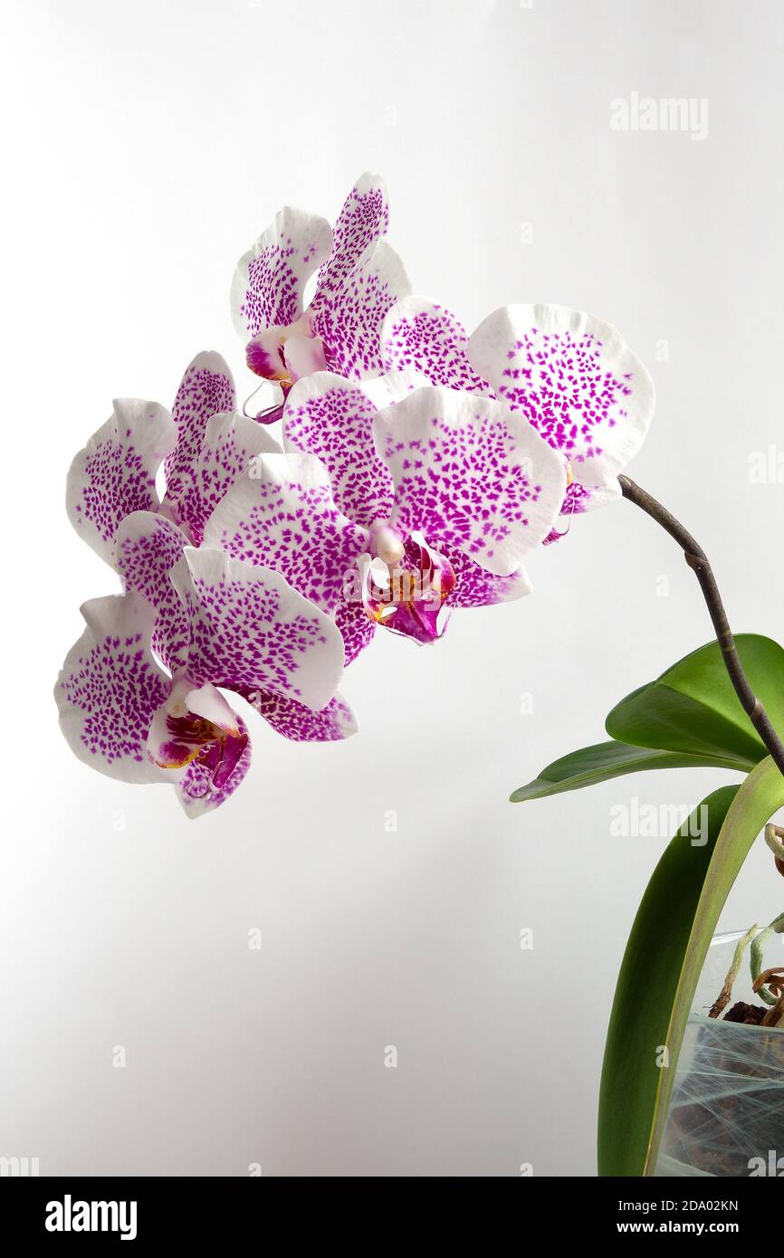 white Orchid (Orchidaceae) with purple spots and green leaves Stock