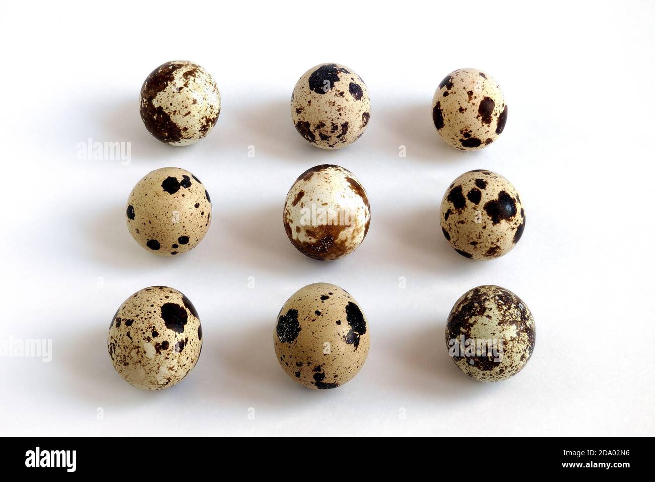 quail eggs in row on white background, top view Stock Photo
