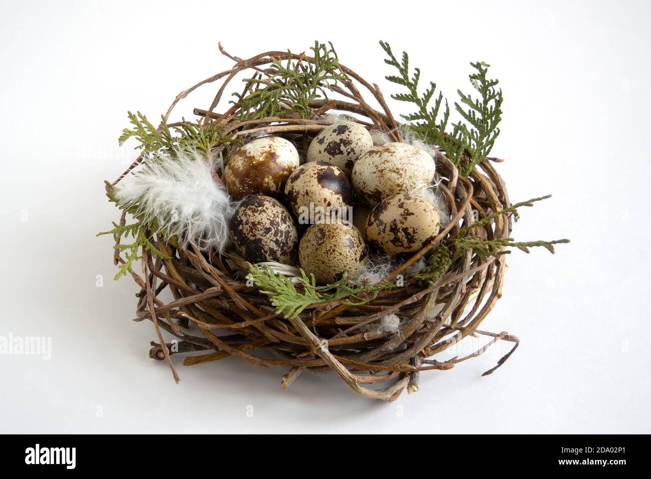 quail eggs in nest with feathers on white background, easter concept Stock Photo