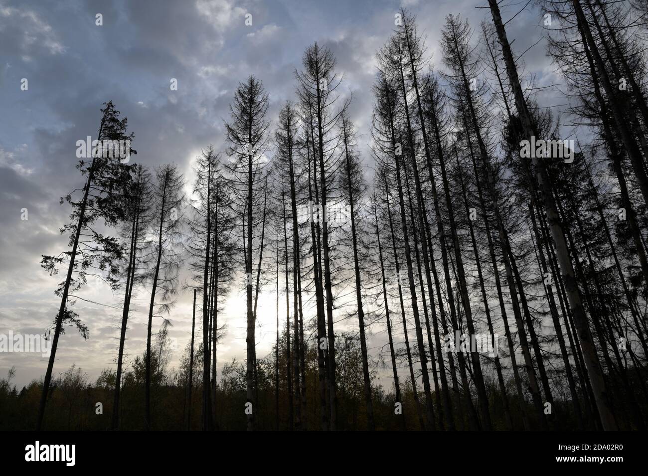 Waldsterben, forest decline Stock Photo