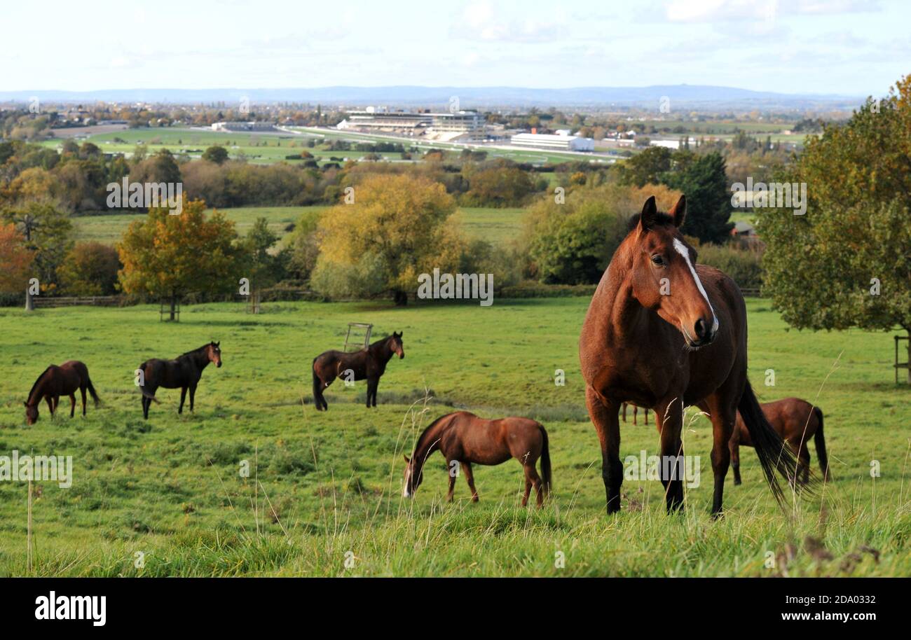 Horses in a field on Cleeve Hill overlooking Cheltenham Racecourse