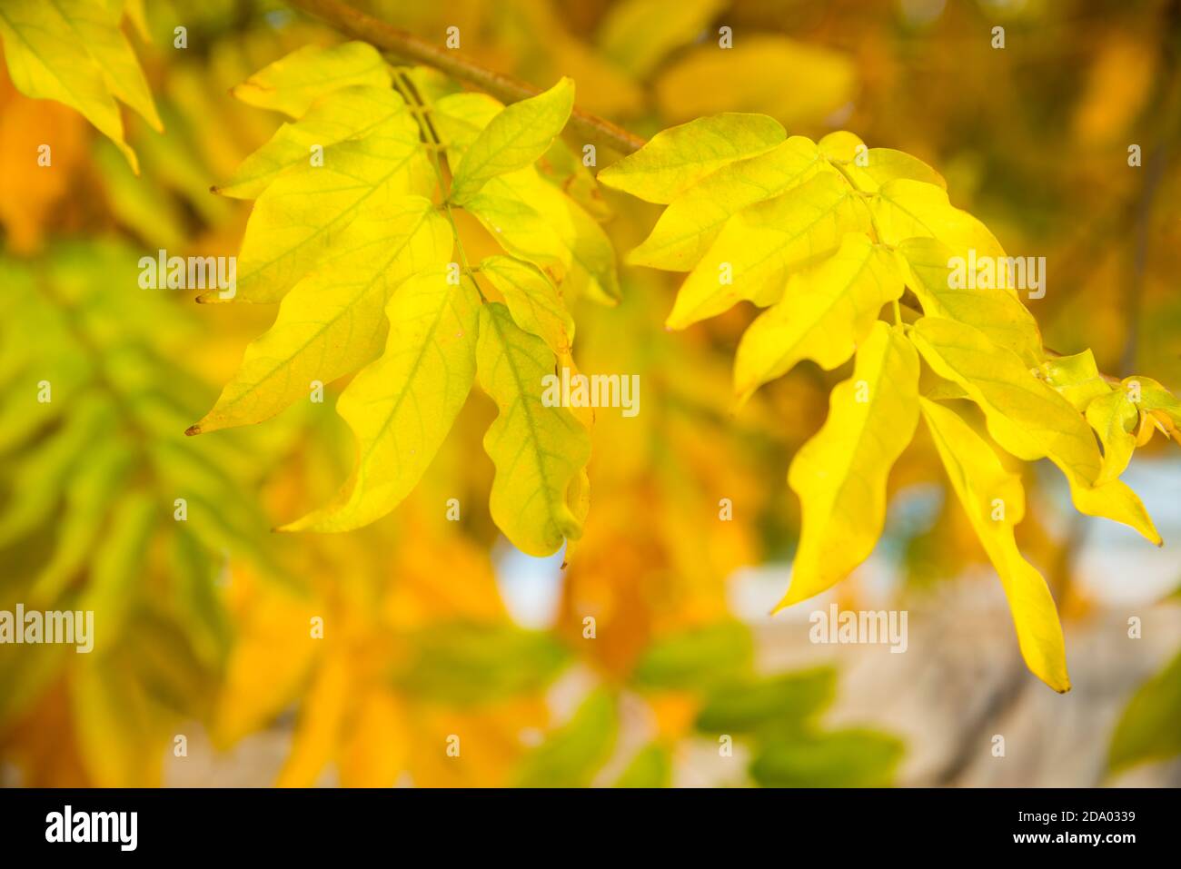 Autumn leaves. Stock Photo