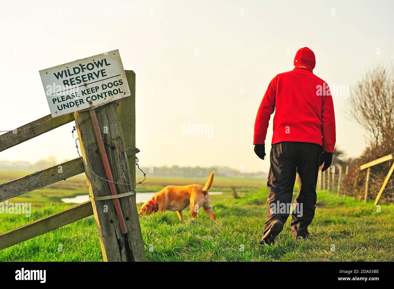 Man walking dog in a controlled manner through Warton bank marsh wildfowl reserve Stock Photo