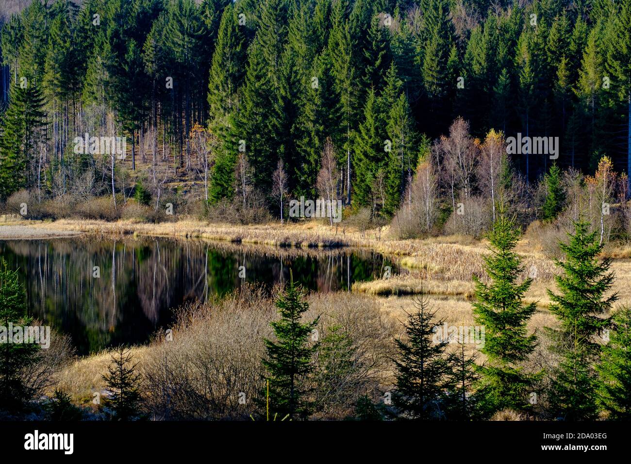 Lake Rubener Teich in the austrian nature reserve Tanner Moor Lake Rubener Teich in the austrian nature reserve Tanner Moor Stock Photo