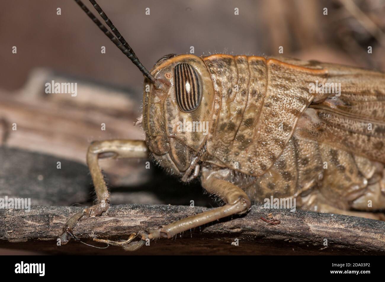 close-up head view, Egyptian Locust, Anacridium aegyptium Stock Photo
