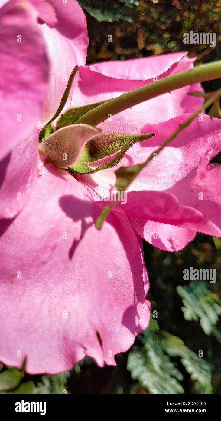 Vertical closeup of a pink rose in a garden captured during the daytime ...