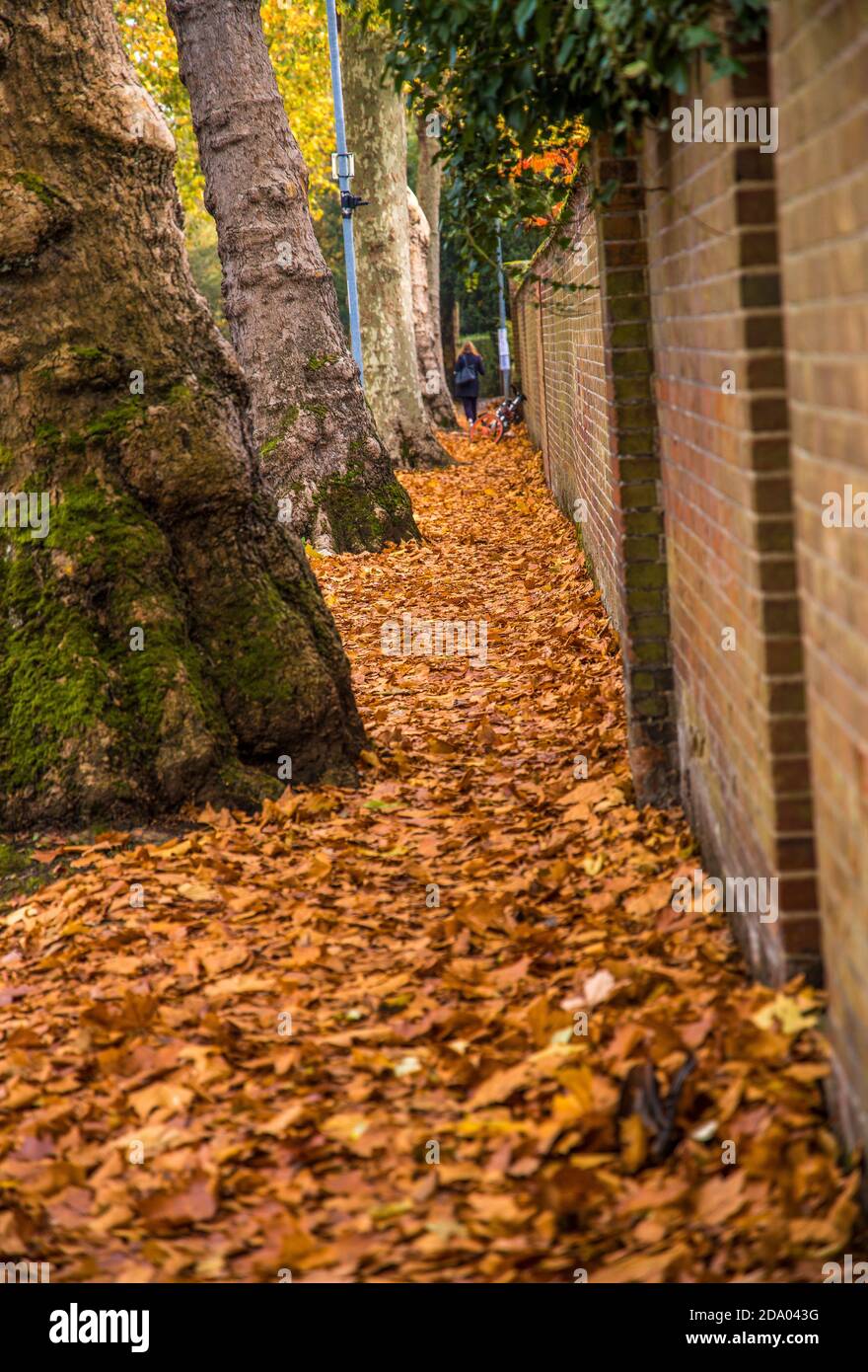 Golden autumn leaves covering the ground beside old large trees and brickwall Stock Photo