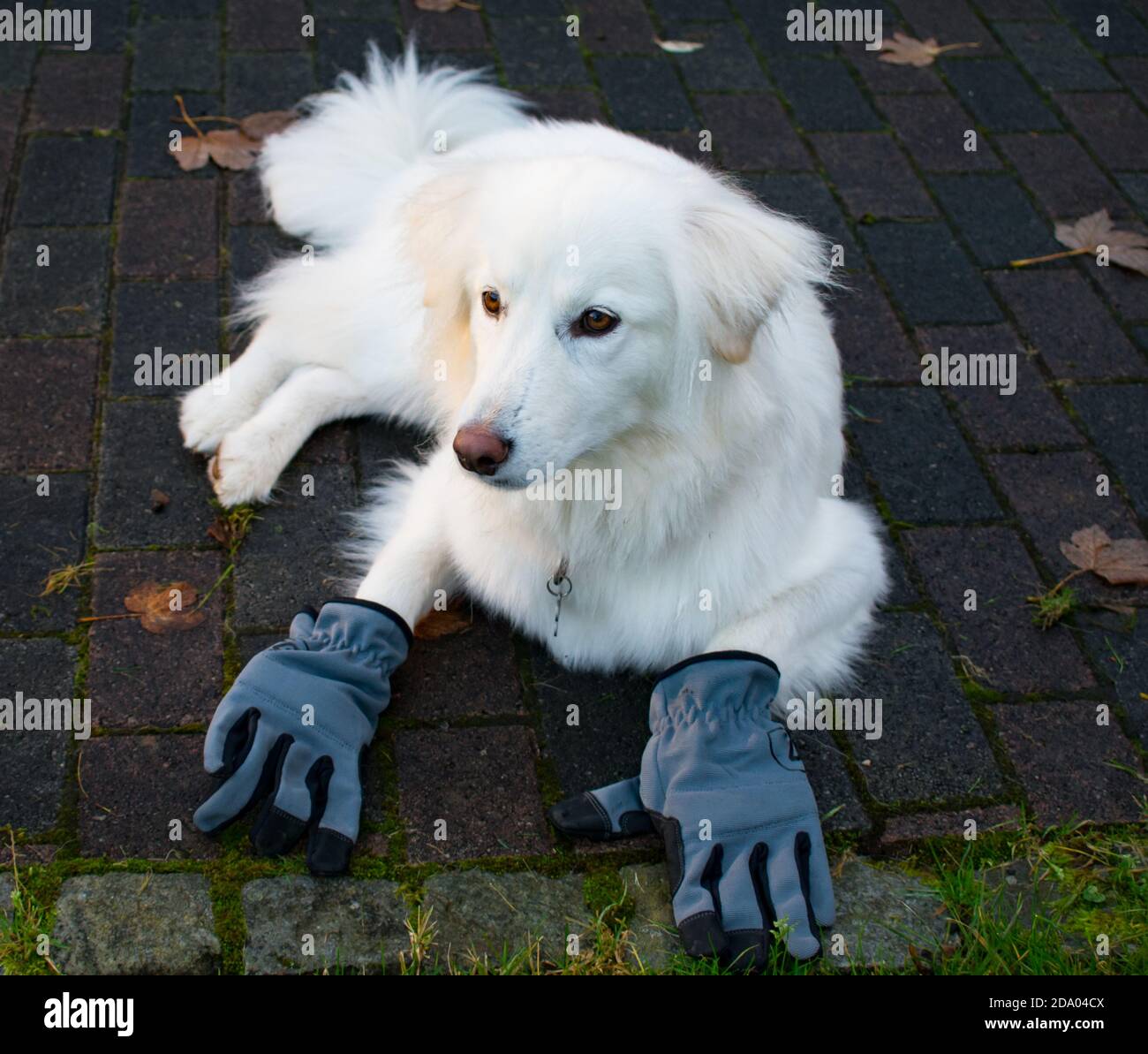 Funny Dog Doing House Work Wearing Gloves and Raking Leaves - Dog Doing Chores Motif Stock Photo