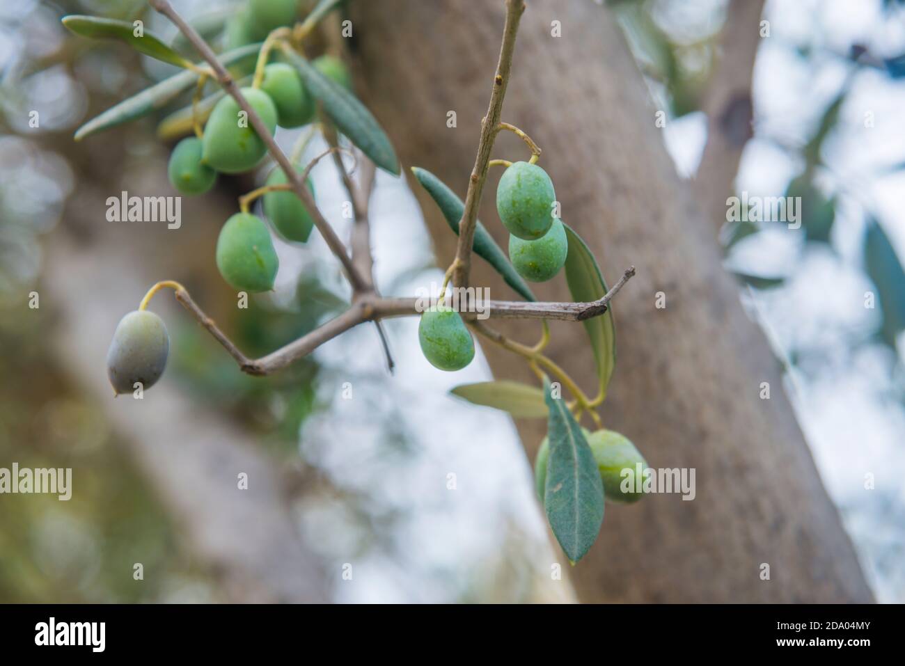 Branch of olive tree with olives. Stock Photo