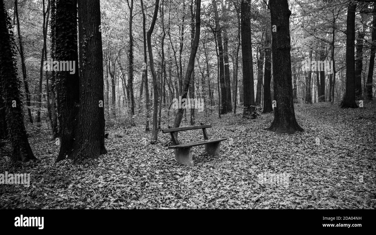 Photography of an empty bench in the woods. Stock Photo