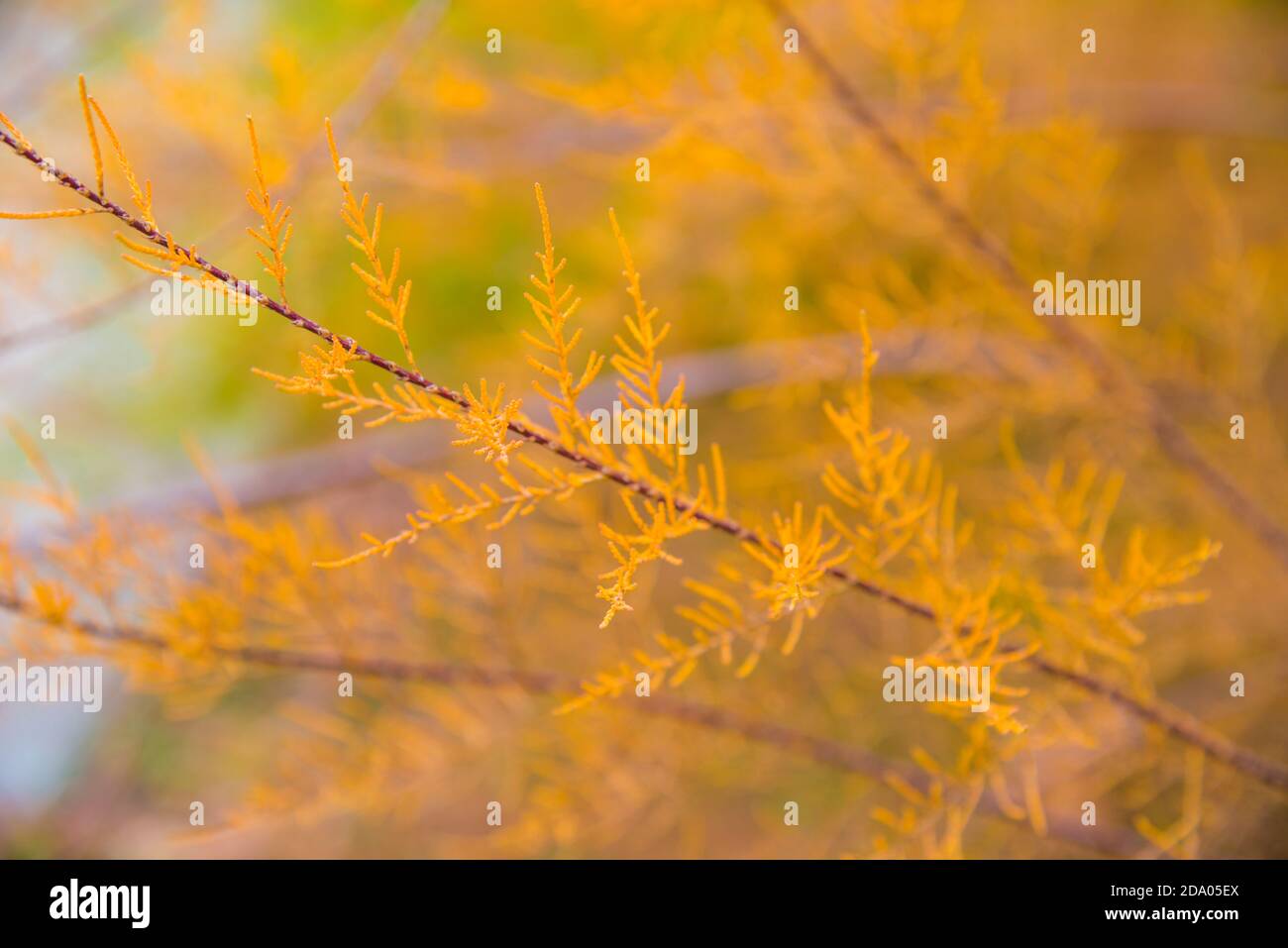 Plant in Autumn. Stock Photo