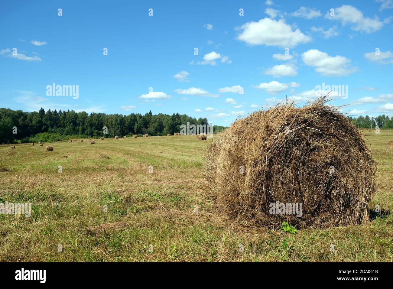 Rural landscape with summer field with many rolled haystacks with one ...
