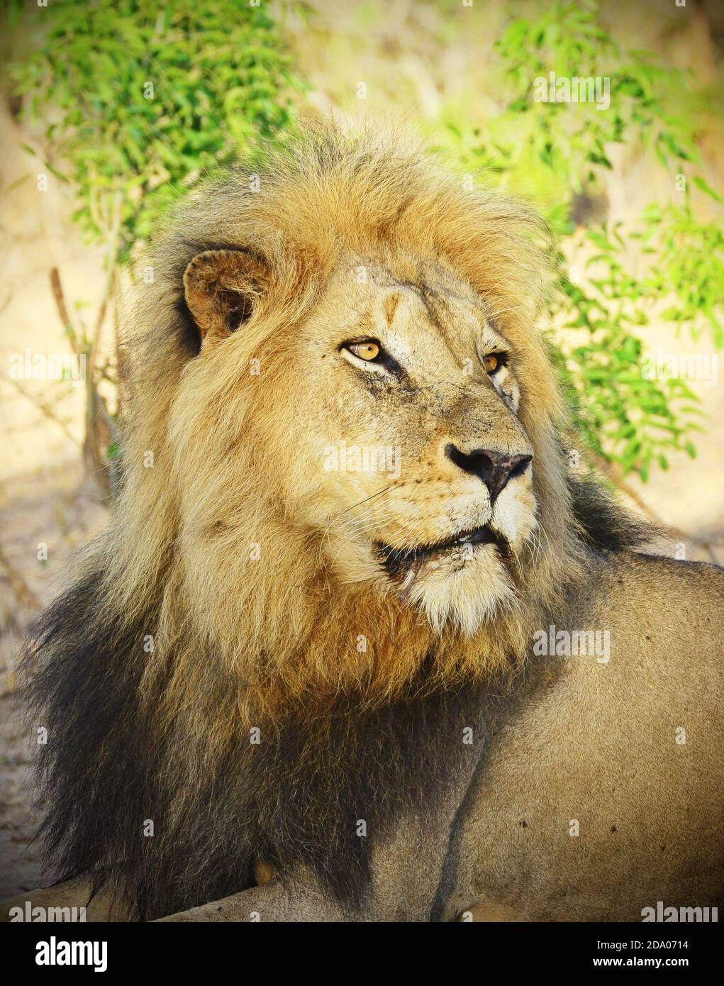 Male Lion Portrait Stock Photo
