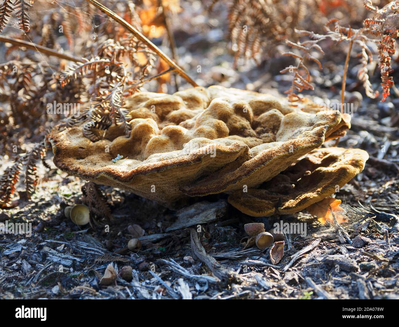 Trametes versicolor, turkey tail fungi growing on an area of land that was a forest but been cleared, Norfolk, UK Stock Photo