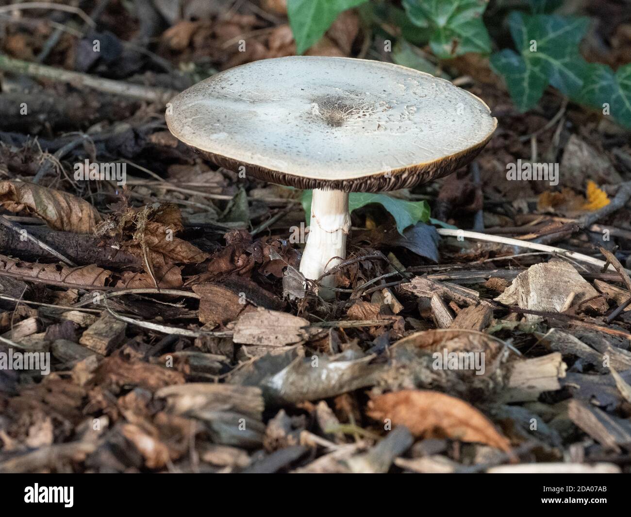 Flat white woodland mushroom, Norfolk, UK Stock Photo