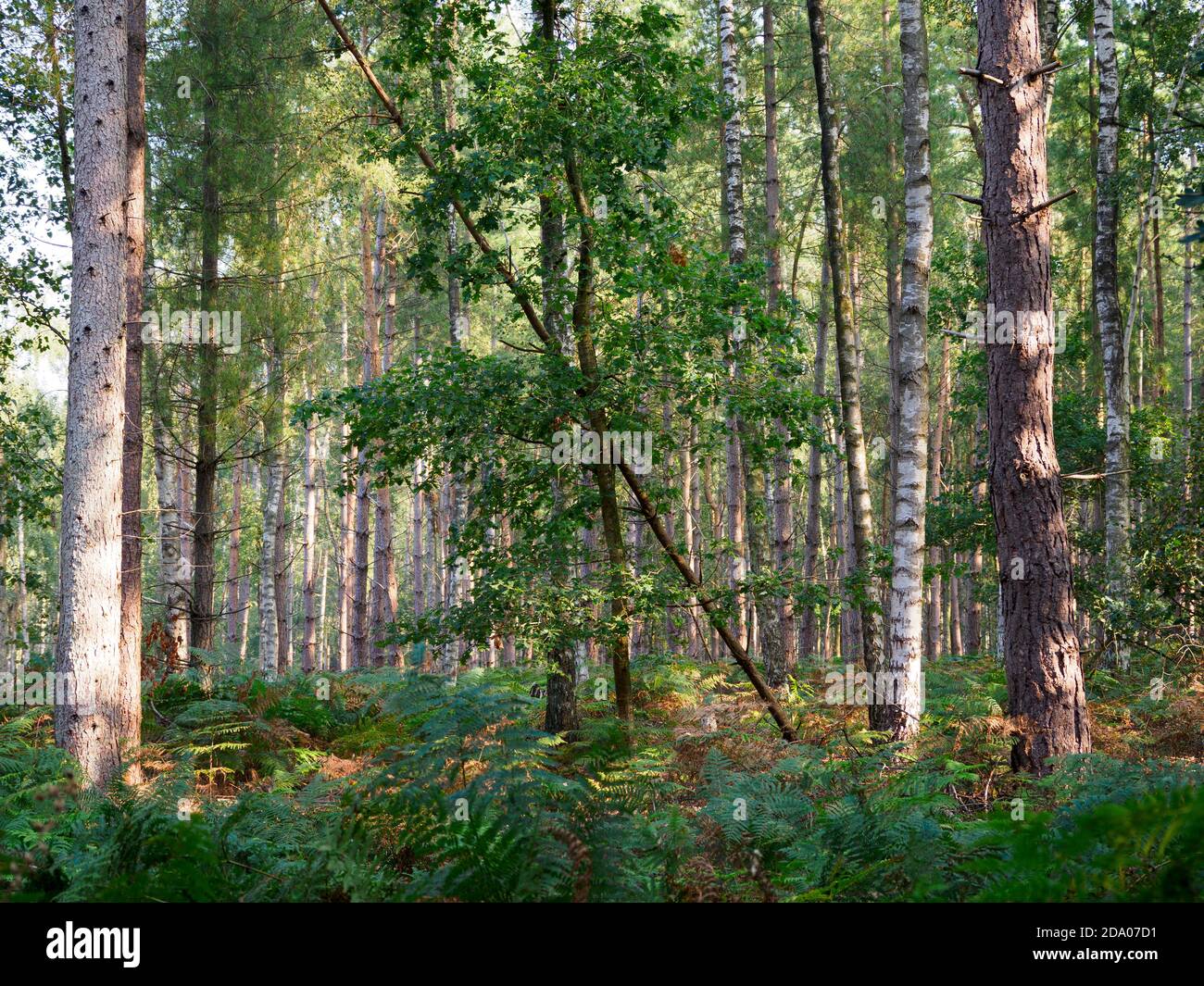 The start of Autumn in the Thetford Forest, Norfolk, UK Stock Photo