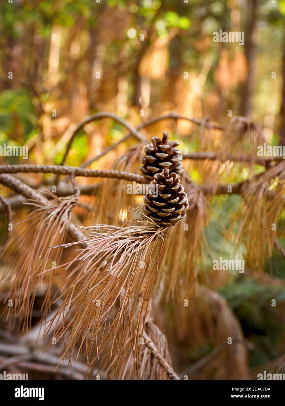 Pine cones, Thetford Forest, Norfolk, UK Stock Photo